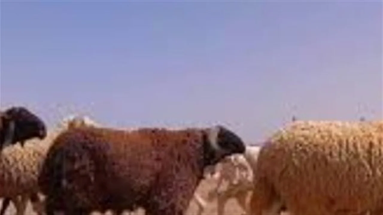 تجنب الخداع.. طرق كشف أساليب تدليس لحوم الماشية عند الشراء